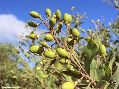 پریتاسا کامپستریس